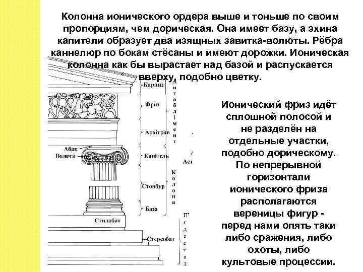 Колонна ионического ордера выше и тоньше по своим пропорциям, чем дорическая. Она имеет базу,