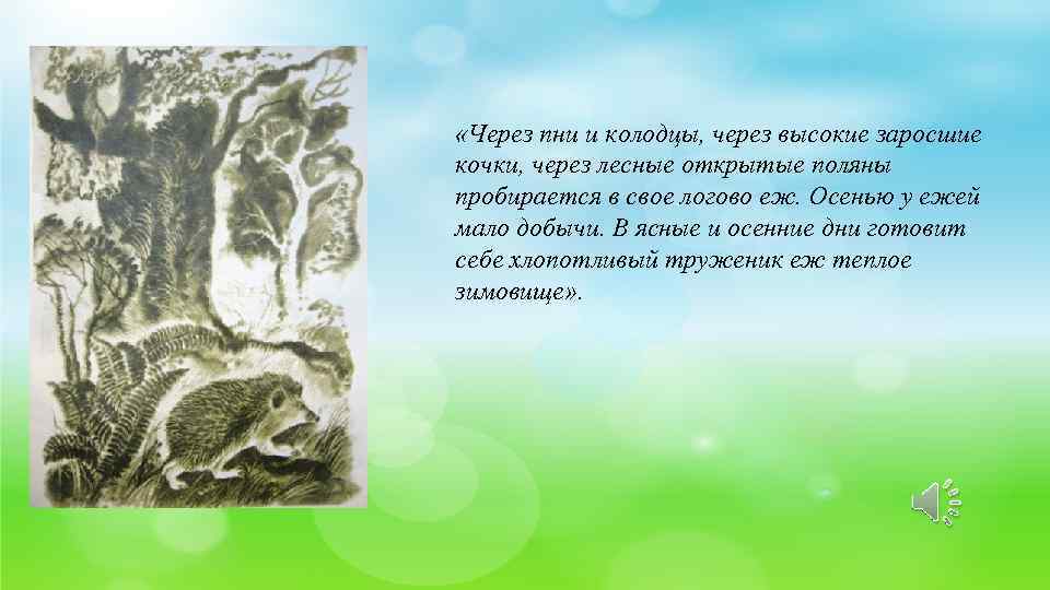  «Через пни и колодцы, через высокие заросшие кочки, через лесные открытые поляны пробирается