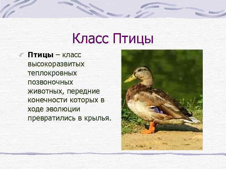 Класс Птицы – класс высокоразвитых теплокровных позвоночных животных, передние конечности которых в ходе эволюции