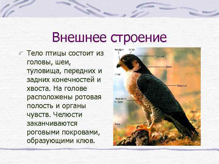 Внешнее строение Тело птицы состоит из головы, шеи, туловища, передних и задних конечностей и