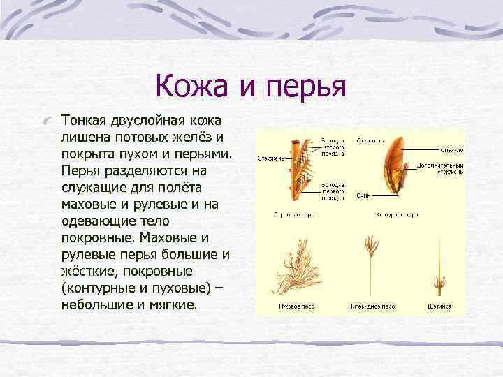 Кожа и перья Тонкая двуслойная кожа лишена потовых желёз и покрыта пухом и перьями.