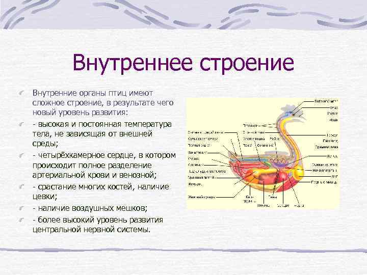 Внутреннее строение Внутренние органы птиц имеют сложное строение, в результате чего новый уровень развития: