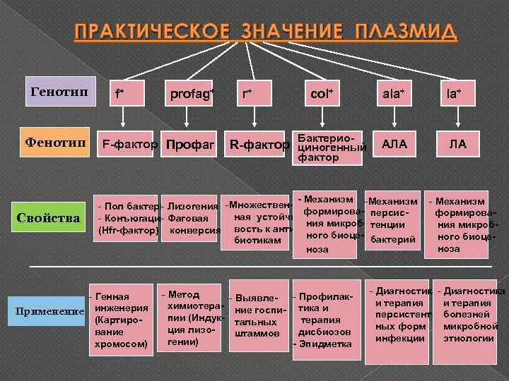 Генетика микроорганизмов микробиология презентация