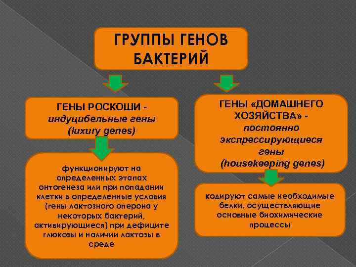 ГРУППЫ ГЕНОВ БАКТЕРИЙ ГЕНЫ РОСКОШИ индуцибельные гены (luxury genes) функционируют на определенных этапах онтогенеза