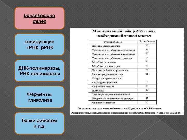 housekeeping genes кодирующие т. РНК, р. РНК ДНК-полимеразы, РНК-полимеразы Ферменты гликолиза белки рибосом и