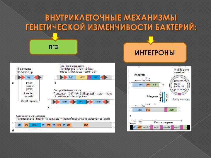 ВНУТРИКЛЕТОЧНЫЕ МЕХАНИЗМЫ ГЕНЕТИЧЕСКОЙ ИЗМЕНЧИВОСТИ БАКТЕРИЙ: ПГЭ ИНТЕГРОНЫ 