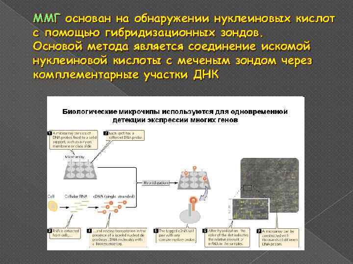 MMГ основан на обнаружении нуклеиновых кислот с помощью гибридизационных зондов. Основой метода является соединение