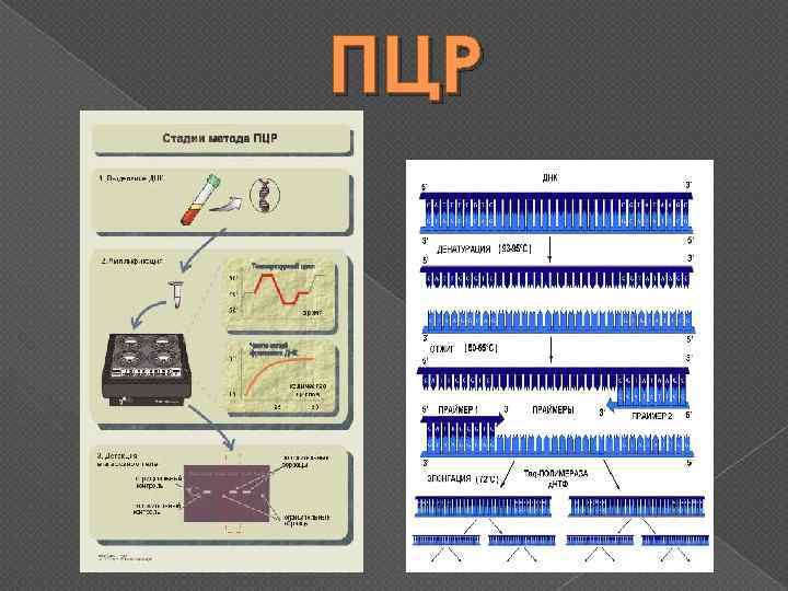 Пцр микробиология презентация