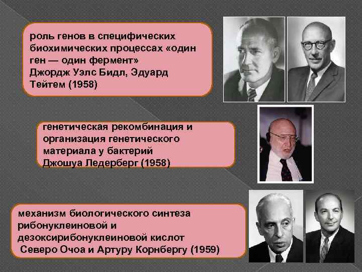 роль генов в специфических биохимических процессах «один ген — один фермент» Джордж Уэлс Бидл,