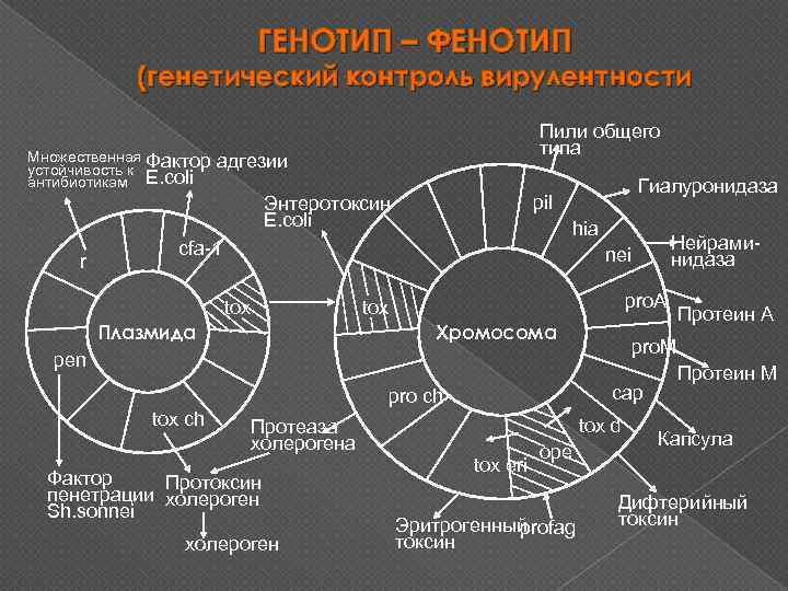 ГЕНОТИП – ФЕНОТИП (генетический контроль вирулентности Множественная устойчивость к антибиотикам r Пили общего типа