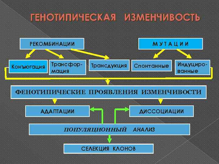 Генотипическая изменчивость схема