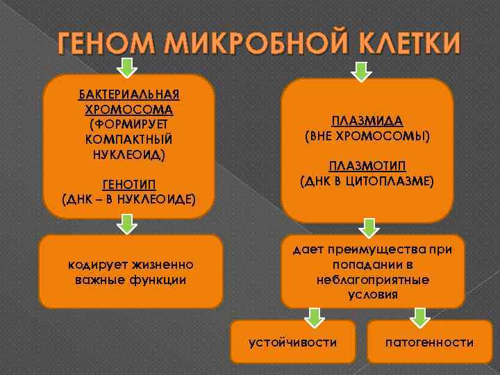ГЕНОМ МИКРОБНОЙ КЛЕТКИ БАКТЕРИАЛЬНАЯ ХРОМОСОМА (ФОРМИРУЕТ КОМПАКТНЫЙ НУКЛЕОИД) ГЕНОТИП (ДНК – В НУКЛЕОИДЕ) кодирует