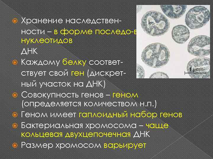  Хранение наследственности – в форме последо-вательности нуклеотидов ДНК Каждому белку соответствует свой ген