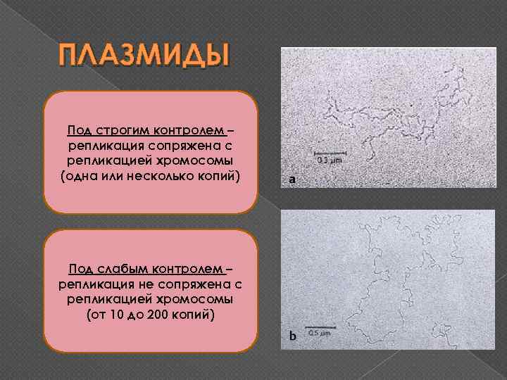 ПЛАЗМИДЫ Под строгим контролем – репликация сопряжена с репликацией хромосомы (одна или несколько копий)