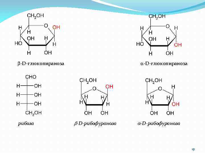 b-D-глюкопираноза a-D-глюкопираноза рибоза b-D-рибофураноза a-D-рибофураноза 19 