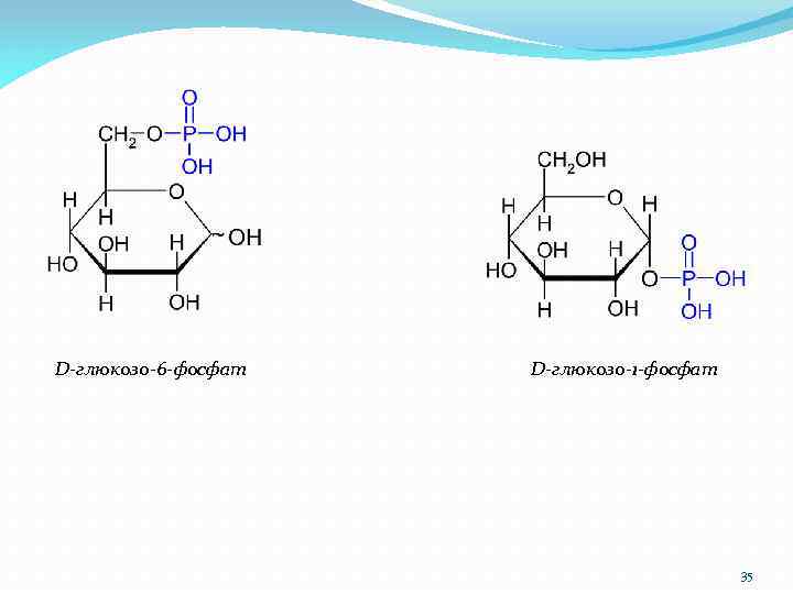 D-глюкозо-6 -фосфат D-глюкозо-1 -фосфат 35 