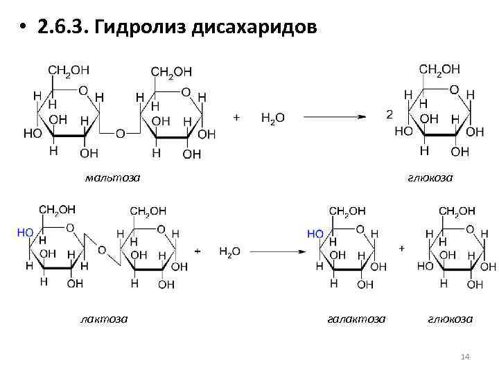  • 2. 6. 3. Гидролиз дисахаридов мальтоза лактоза глюкоза галактоза глюкоза 14 