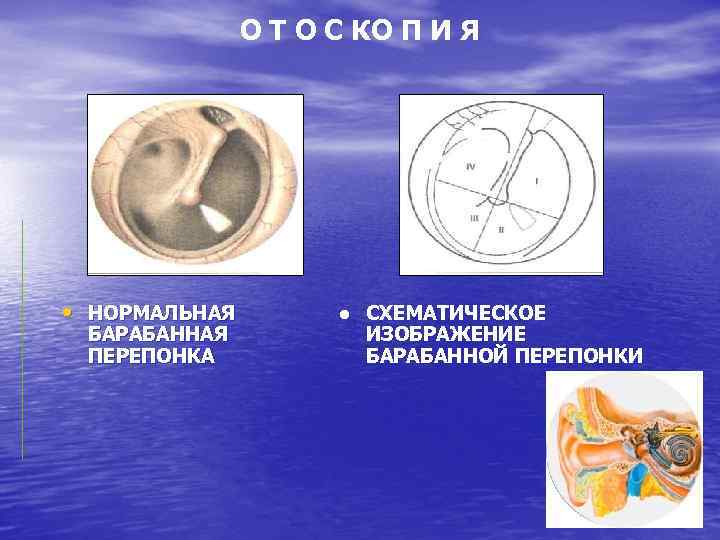 Барабанная перепонка преобразует колебания в