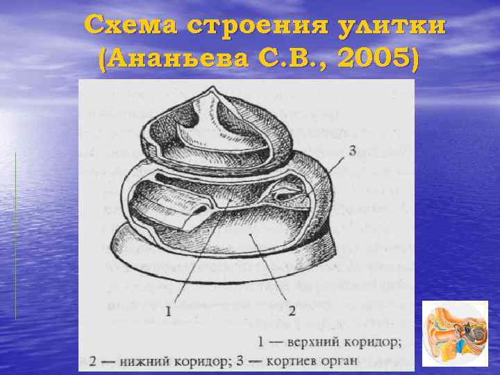 Схема строения улитки (Ананьева С. В. , 2005) 