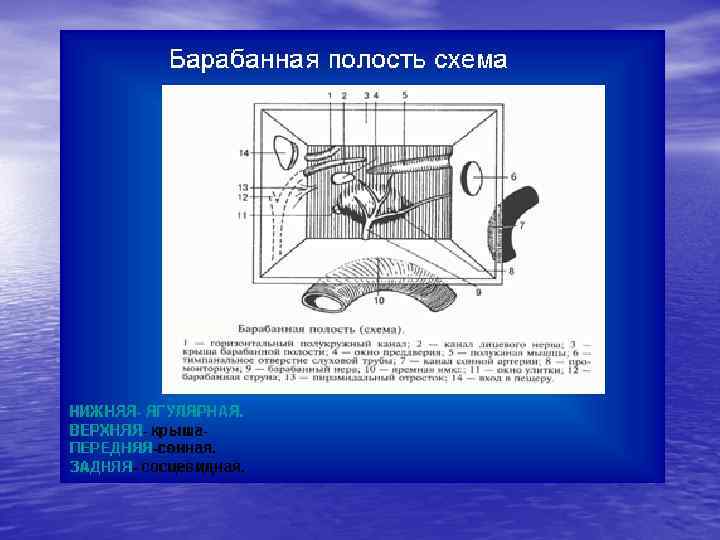 Барабанная полость схема