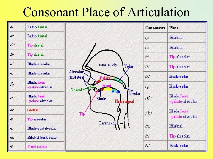 Consonant Place of Articulation 