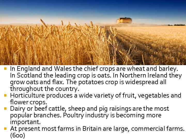 In England Wales the chief crops are wheat and barley. In Scotland the leading