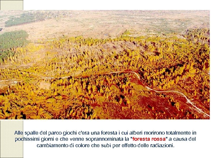 Alle spalle del parco giochi c'era una foresta i cui alberi morirono totalmente in