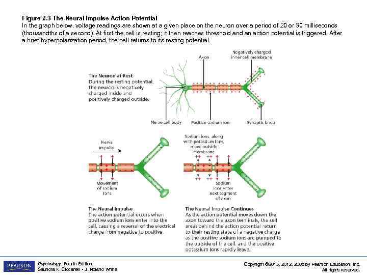 Figure 2. 3 The Neural Impulse Action Potential In the graph below, voltage readings