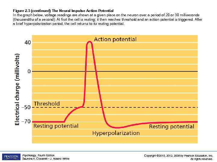 Figure 2. 3 (continued) The Neural Impulse Action Potential In the graph below, voltage