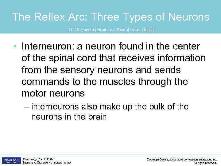 The Reflex Arc: Three Types of Neurons LO 2. 3 How the Brain and