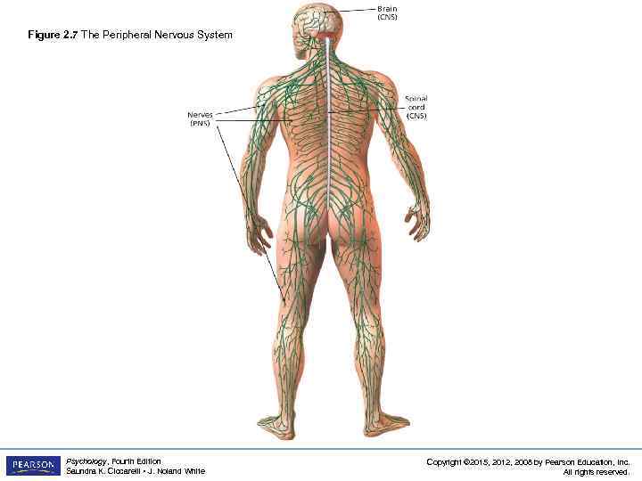 Figure 2. 7 The Peripheral Nervous System Psychology, Fourth Edition Saundra K. Ciccarelli •