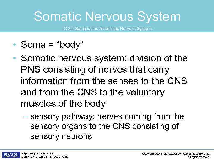 Somatic Nervous System LO 2. 4 Somatic and Autonomic Nervous Systems • Soma =