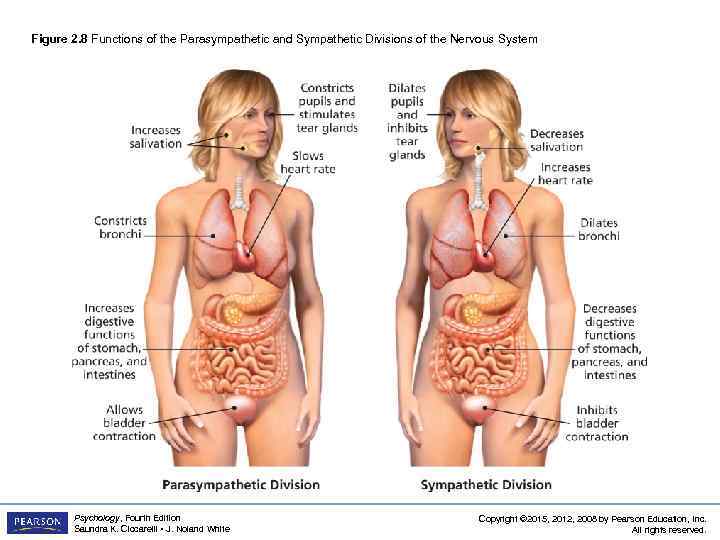 Figure 2. 8 Functions of the Parasympathetic and Sympathetic Divisions of the Nervous System