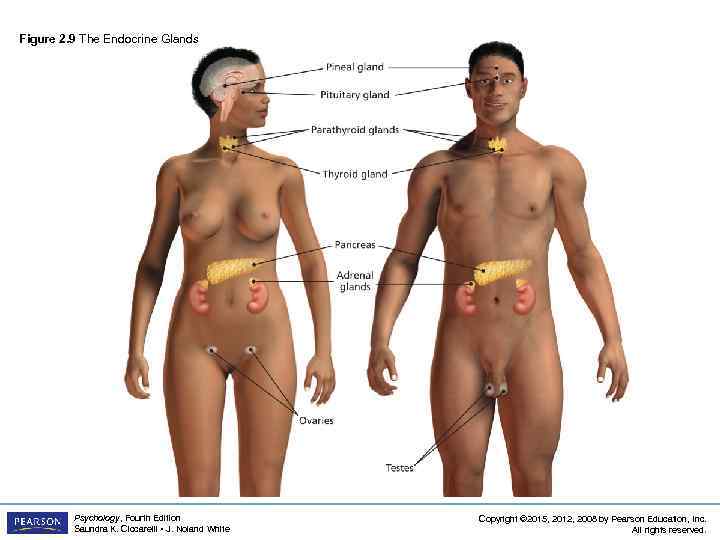 Figure 2. 9 The Endocrine Glands Psychology, Fourth Edition Saundra K. Ciccarelli • J.