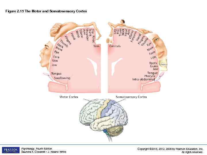 Figure 2. 15 The Motor and Somatosensory Cortex Psychology, Fourth Edition Saundra K. Ciccarelli