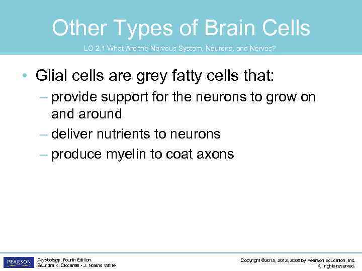 Other Types of Brain Cells LO 2. 1 What Are the Nervous System, Neurons,