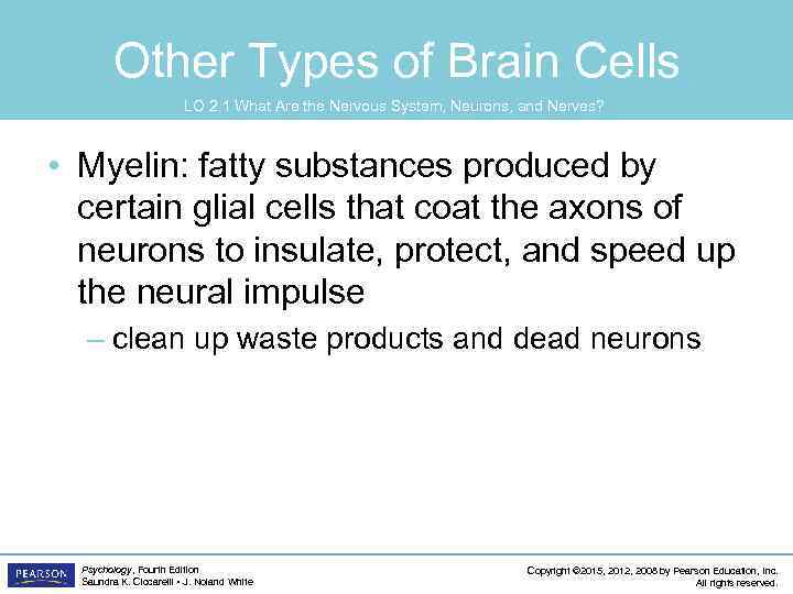 Other Types of Brain Cells LO 2. 1 What Are the Nervous System, Neurons,