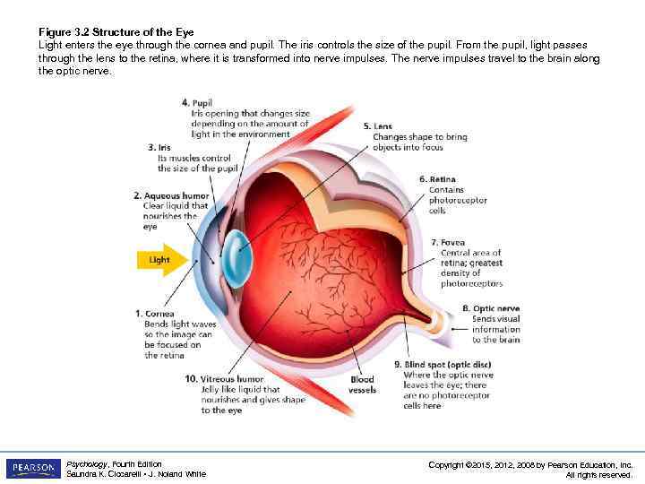 Figure 3. 2 Structure of the Eye Light enters the eye through the cornea