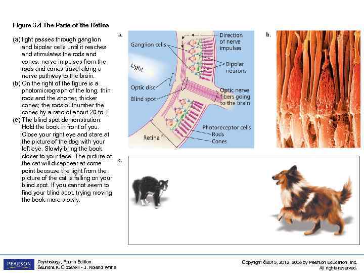 Figure 3. 4 The Parts of the Retina (a) light passes through ganglion and