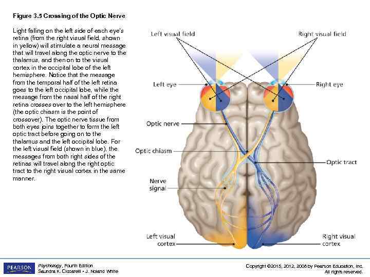 Figure 3. 5 Crossing of the Optic Nerve Light falling on the left side