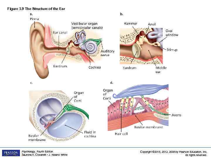 Figure 3. 9 The Structure of the Ear Psychology, Fourth Edition Saundra K. Ciccarelli