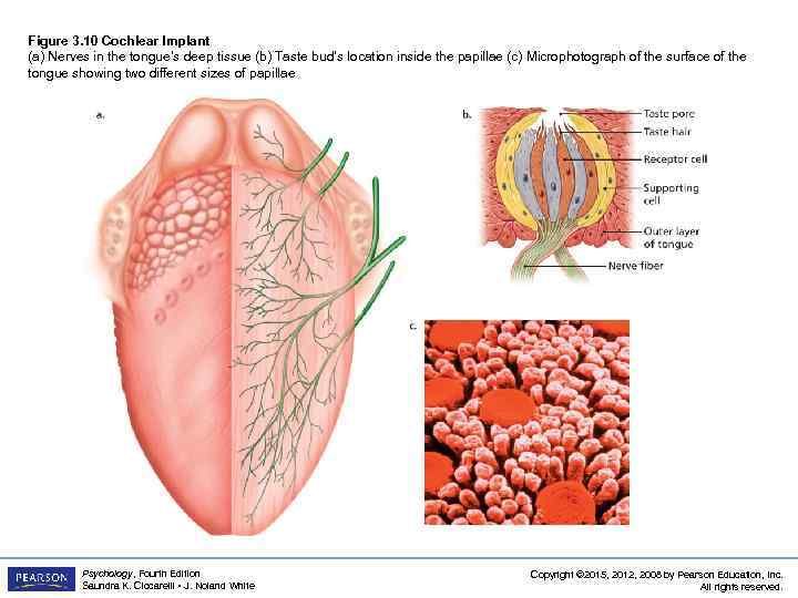 Figure 3. 10 Cochlear Implant (a) Nerves in the tongue’s deep tissue (b) Taste