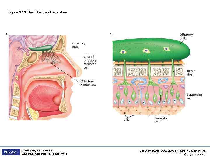 Figure 3. 13 The Olfactory Receptors Psychology, Fourth Edition Saundra K. Ciccarelli • J.