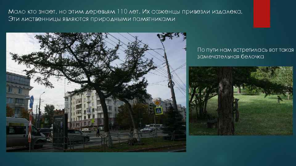 Мало кто знает, но этим деревьям 110 лет. Их саженцы привезли издалека. Эти лиственницы