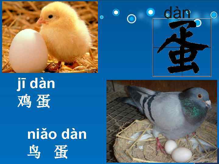 dàn jī dàn 鸡蛋 niǎo dàn 鸟 蛋 