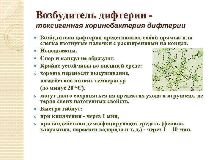Возбудитель дифтерии токсигенная коринебактерия дифтерии ь ь Возбудители дифтерии представляют собой прямые или слегка