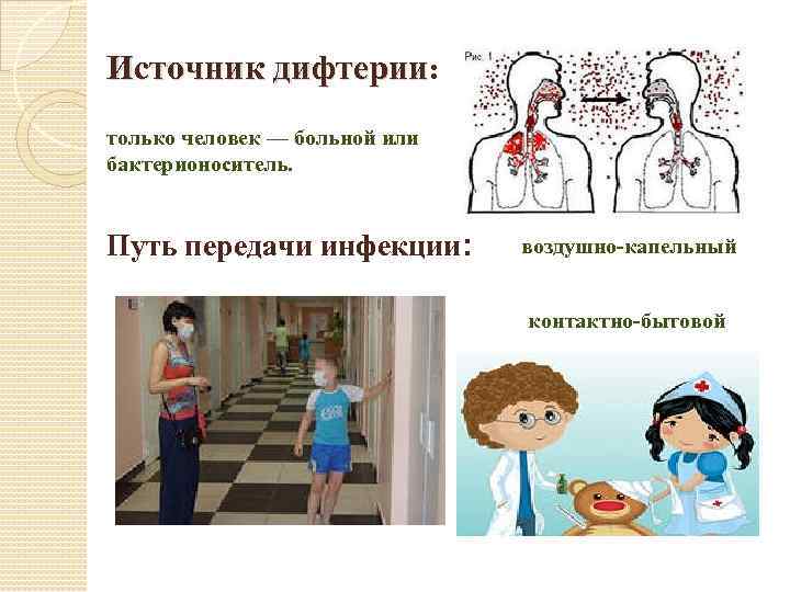 Источник дифтерии: только человек — больной или бактерионоситель. Путь передачи инфекции: воздушно-капельный контактно-бытовой 