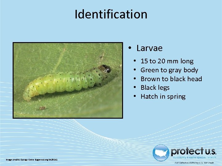 Identification • Larvae • • • Image credits: Gyorgy Csoka Bugwood. org 5429143 15