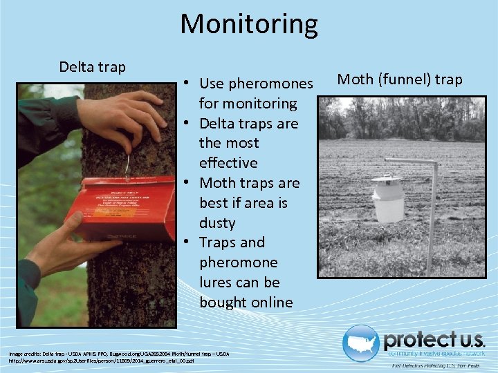 Monitoring Delta trap • Use pheromones for monitoring • Delta traps are the most