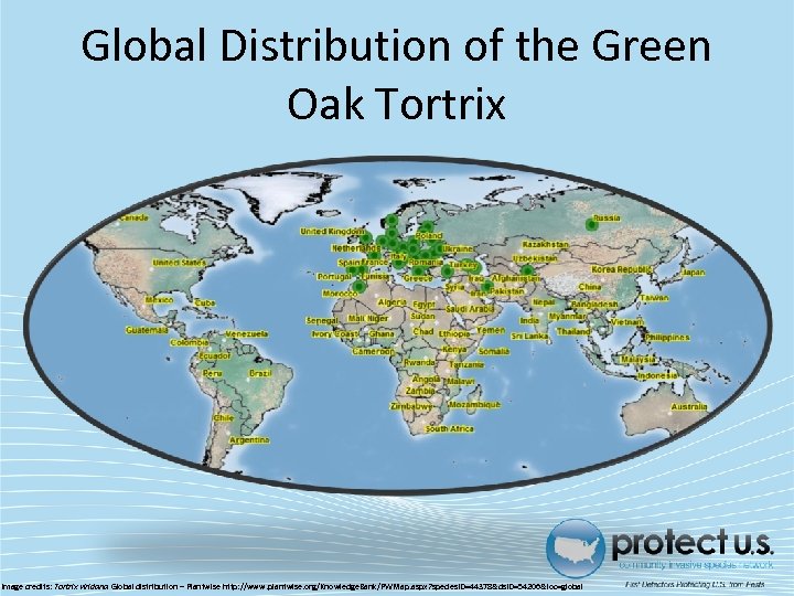 Global Distribution of the Green Oak Tortrix Image credits: Tortrix viridana Global distribution –